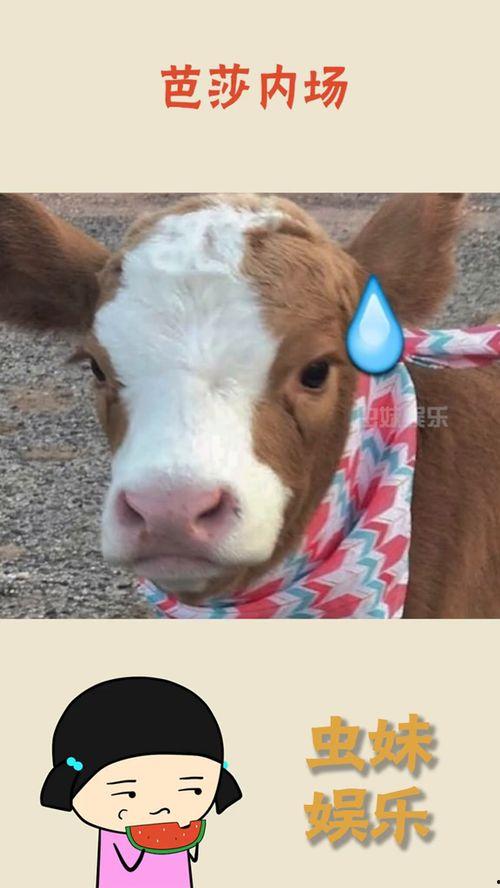 抖音吃瓜娱乐号是什么